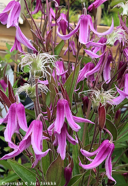 Clematis Integrifolia-ryhm 'Hanajima', tarhakellokrh